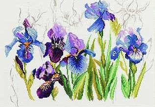 Blue Irises