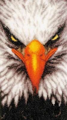 Close-Up Eagle