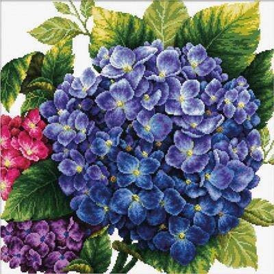 Hydrangea