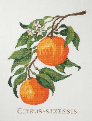 Citrus - Sinensis - click for larger image