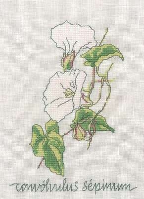 Convolvulus Sepinum