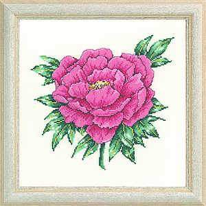 Peony - click for larger image