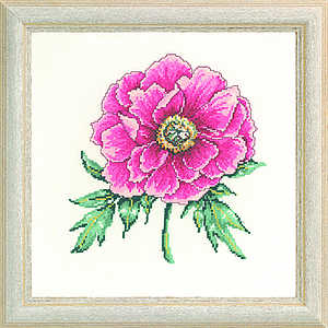 Pink Peony - click for larger image