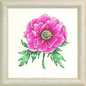 Pink Peony - click for larger image