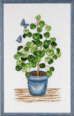 Pilea in Pot - click for larger image