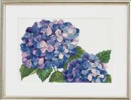 Hydrangeas - click for larger image