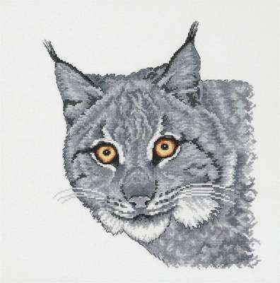 Lynx in Grey