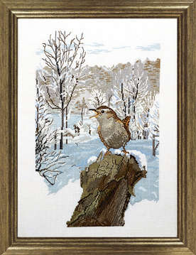 Winter wren - click for larger image