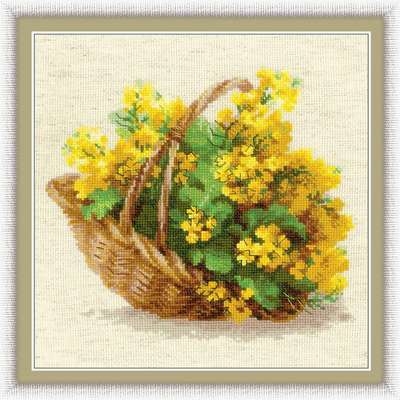 Yellow Rapeseed