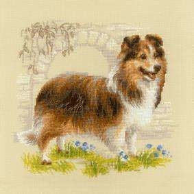 Sheltie