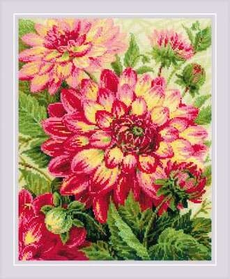 Dahlias