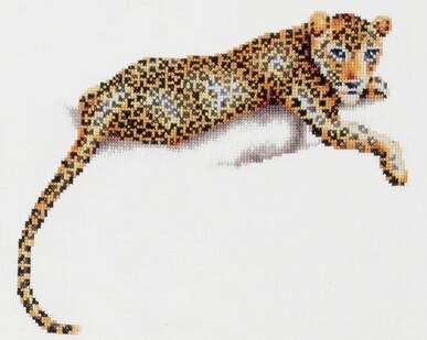 Safari Leopard