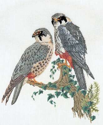 Sparrowhawks