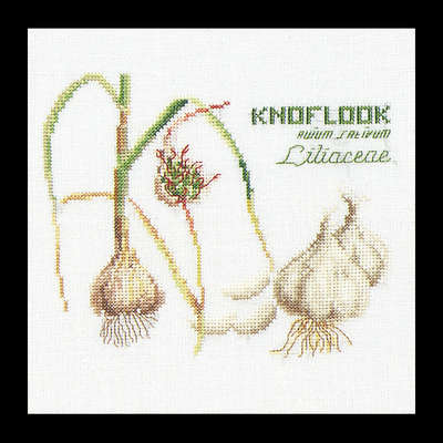 Garlic
