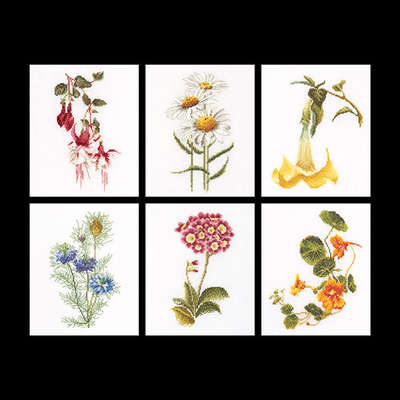 Daisy chrysanthemum, , Angel`s trumpet, Nasturtium,  Fuchsia, Auricula and Nigella