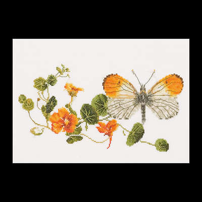 Orange Tipped Butterfly with Nasturtium