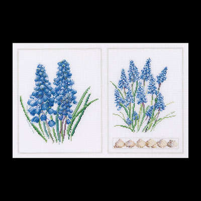 Muscari