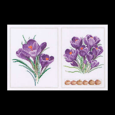 Crocus