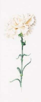 Carnation White