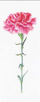 Carnation Pink