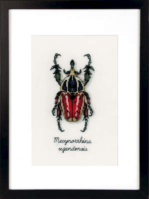 Mecynorrhina Ugandensis Beetle