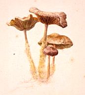 Collybia peronata, Watercolor, Beatrix Potter 
