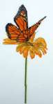 milkweed butterfly and flower