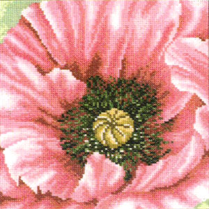 Pink Poppy in Close up